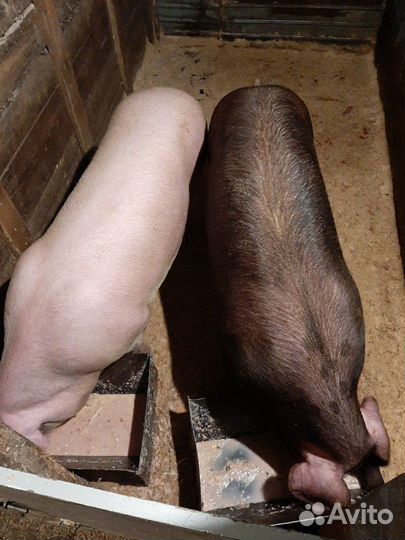 Продается домашнее мясо свинины, на сало