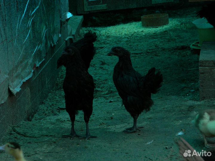 Цыплята Ухей Илюй