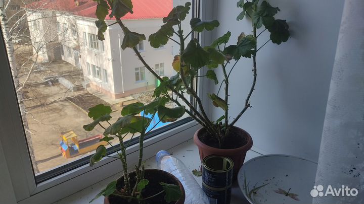 Комнатные цветы