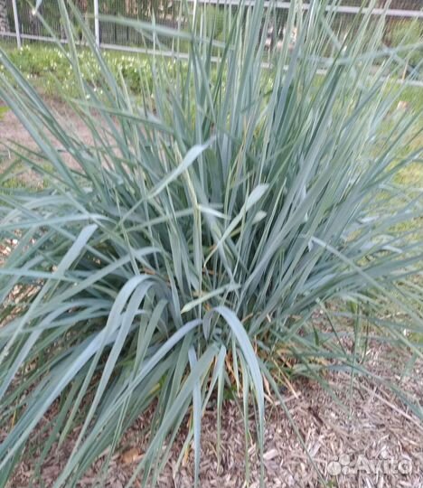 Многолетники, растения для сада