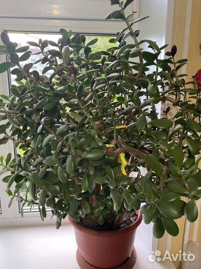 Дерево счастья