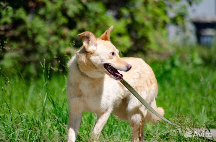 Собака в добрые руки