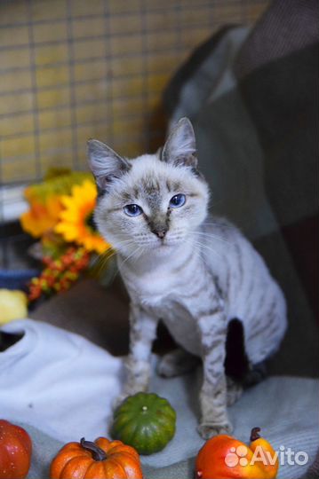 Снежанна - стрекоза