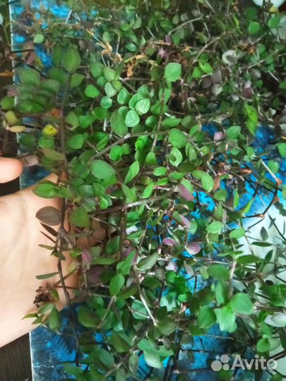 Каллизия ползучая (традесканция)