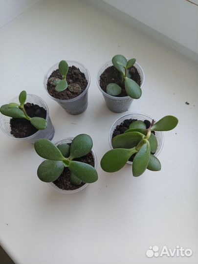 Цветок толстянка