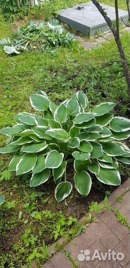 Хоста растение