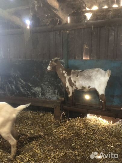 Бурские козы