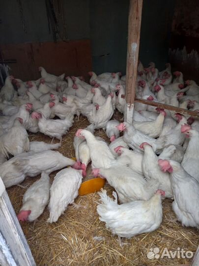 Куры несушки домашние