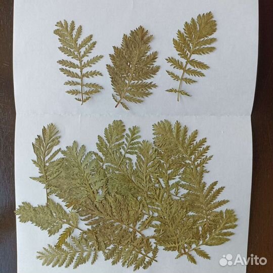 Засушенные цветы. Гербарий