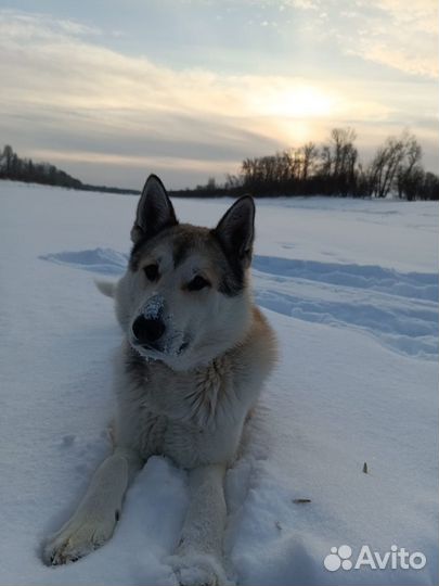 Немецкая овчарка