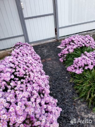 Сентябринки низкорослые