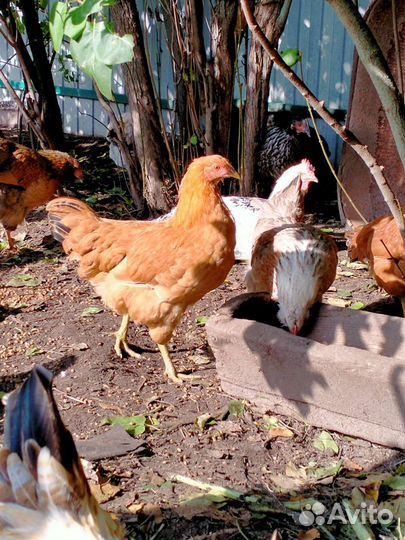 Куры молодки несушки