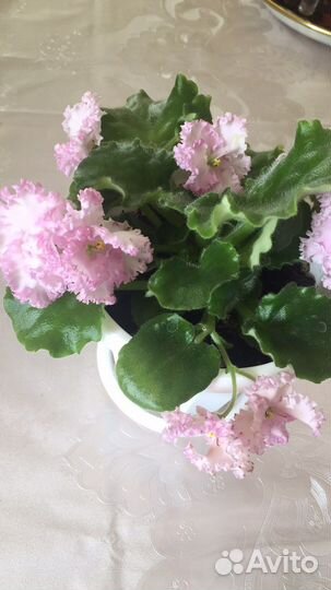 Фиалки разных сортов