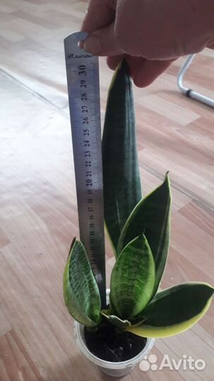 Сансевиерия