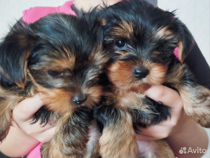 Йоркширский терьер