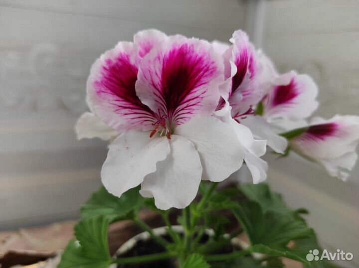 Королевские герани