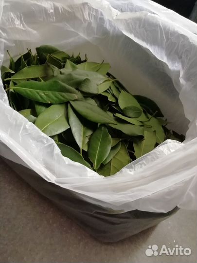 Лавровый лист (специя)