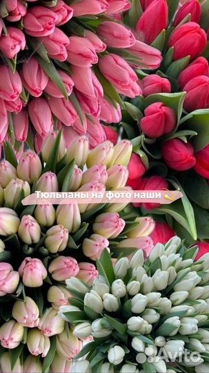 Тюльпаны опт и розница