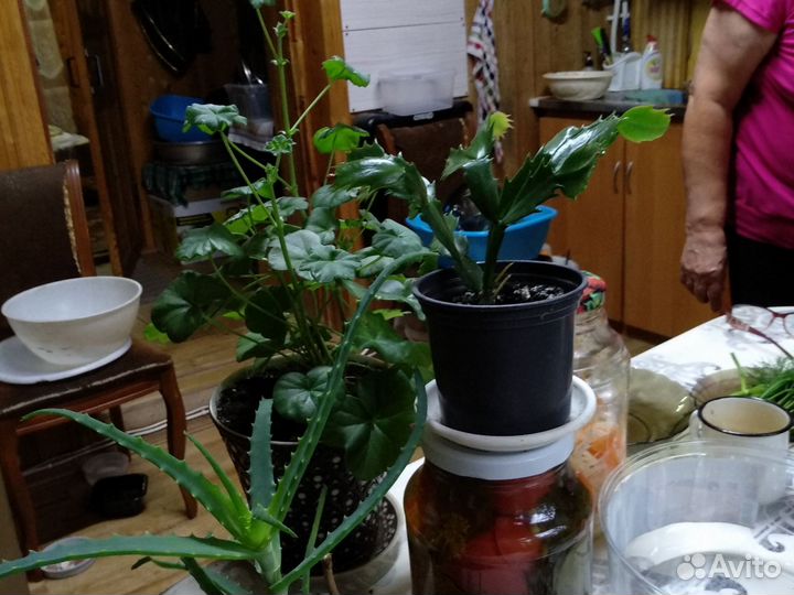 Домашние растения цветы