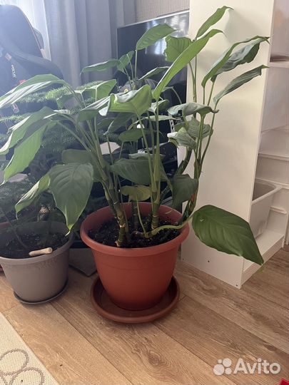 Комнатные цветы