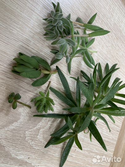 Редкие цветы