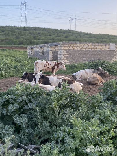 Домашние животные