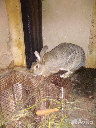 Кролики великаны