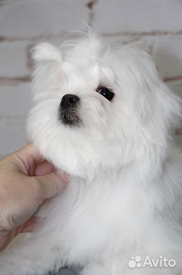 Мальтезе девочка стандарт, мальтийская болонка