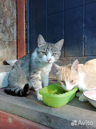 Кошки в добрые руки