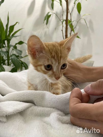 Котенок девочка в добрые руки