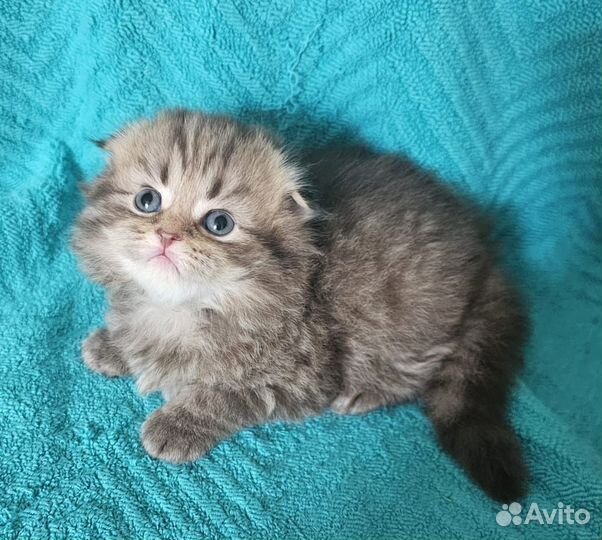 Котята селкирк рекс