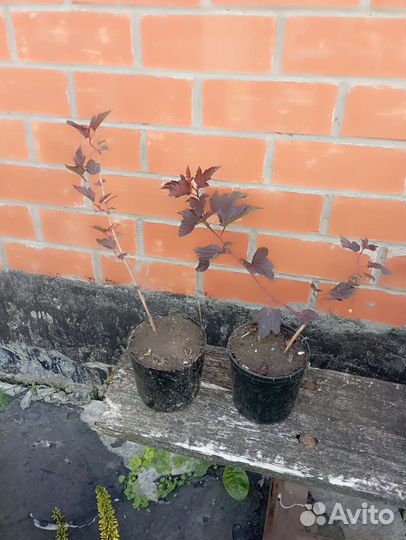 Пузыреплодник