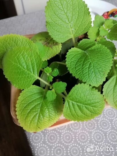 Плекрантусы, базилик многолетний, традесканция