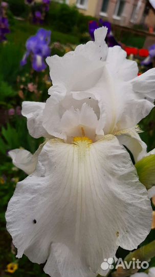 Ирисы бородатые сортовые