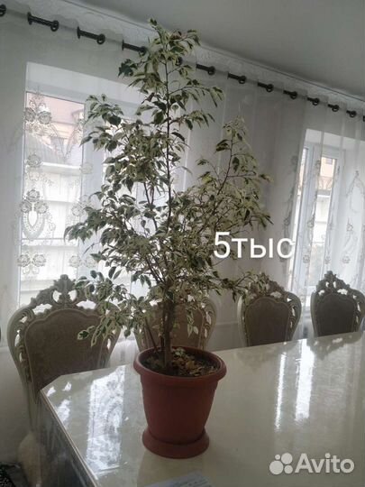 Комнатные цветы