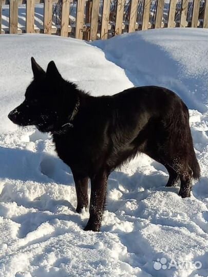 Щенки немецкой овчарки