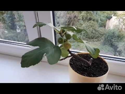 Саженцы домашнего инжира