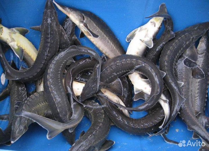 Живая царская рыба