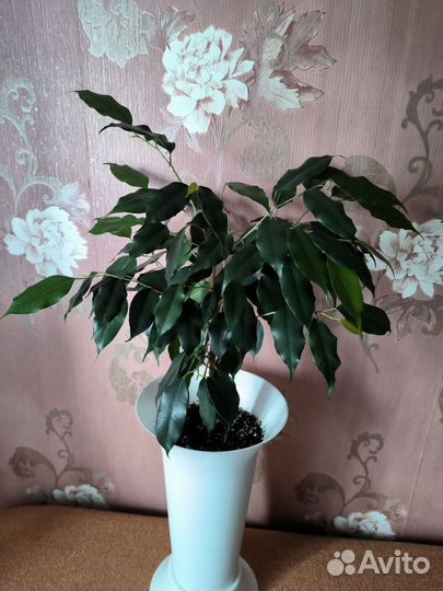 Фикус бенджамина