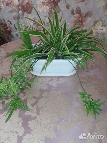 Хлорофитумы