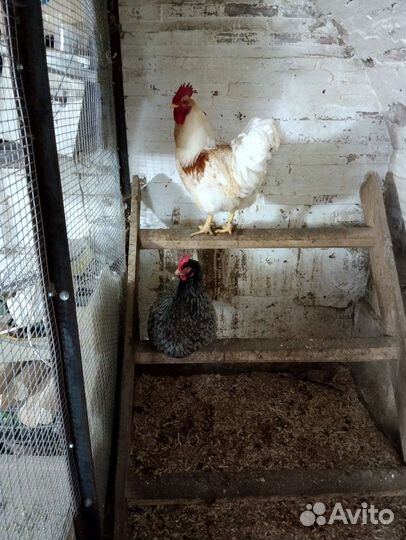 Петух домашний (папа Кучинец, мама Доминант)