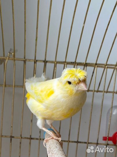 Канарейки девочки