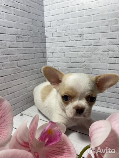 Чихуахуа мини мальчик