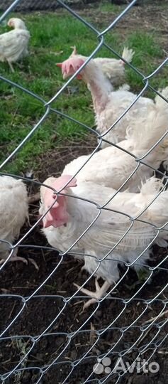Куры несушки продам