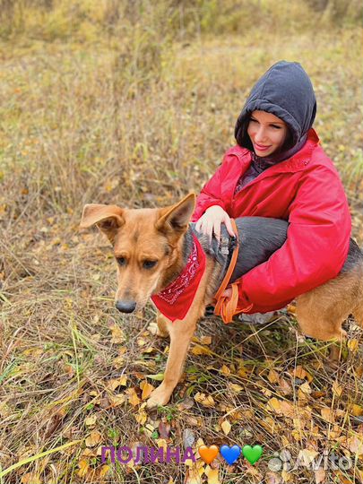Собака бесплатно