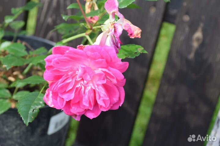 Роза флорибунда 