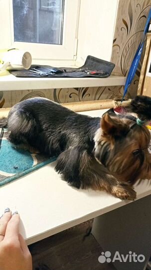 Стрижка собак, Груминг шпица, йорка, спаниель, шит