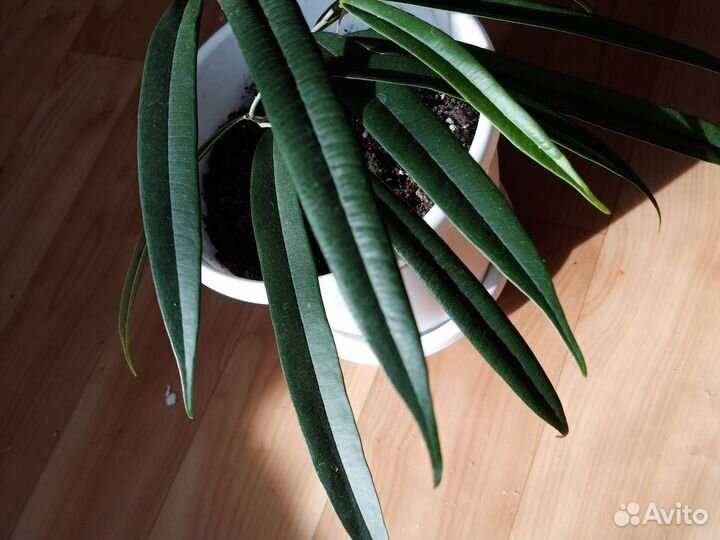 Комнатный цветок Фикус Али