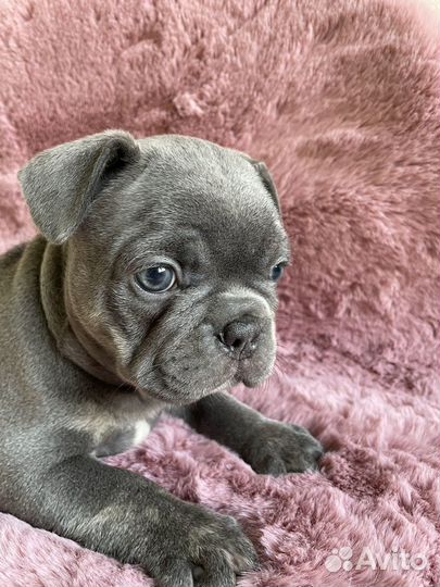 Французский бульдог голубой с изабеллой и какао