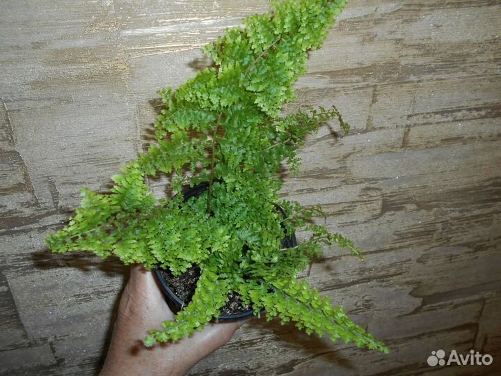 Папортник махровый